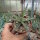Agave X leopoldii