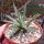 Agave X leopoldii