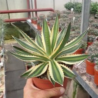 Agave lophantha cv. Multicolor