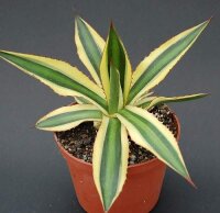 Agave lophantha cv. Multicolor