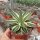 Agave lophantha cv. Multicolor