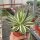 Agave lophantha cv. Multicolor