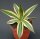 Agave lophantha cv. Multicolor