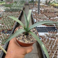 Agave macroacantha