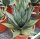 Agave neomexicana (dw)