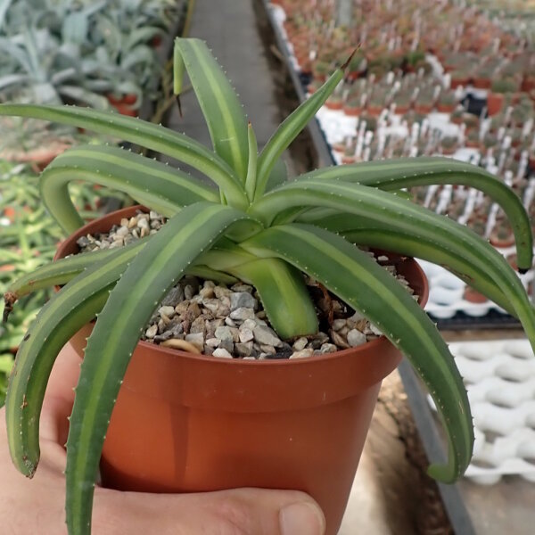 Agave nizandensis San Luis Potosi, Mx
