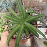 Agave nizandensis San Luis Potosi, Mx