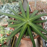 Agave nizandensis San Luis Potosi, Mx