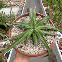 Agave nizandensis San Luis Potosi, Mx