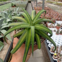 Agave nizandensis San Luis Potosi, Mx