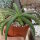 Agave nizandensis San Luis Potosi, Mx