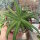 Agave nizandensis San Luis Potosi, Mx