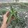 Agave nizandensis San Luis Potosi, Mx