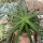 Agave nizandensis San Luis Potosi, Mx