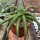 Agave nizandensis San Luis Potosi, Mx