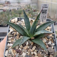 Agave parrasana (dw)
