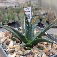 Agave parrasana (dw)