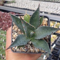 Agave parrasana (dw)