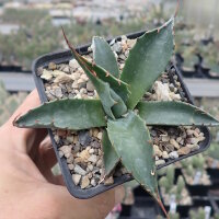 Agave parrasana (dw)