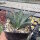 Agave parrasana (dw)