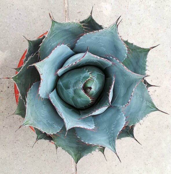 Agave parrasana XL (dw)