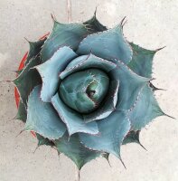Agave parrasana XL (dw)
