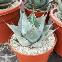 Agave parrasana XL (dw)