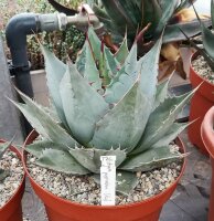 Agave parrasana XL (dw)