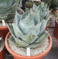 Agave parrasana XL (dw)