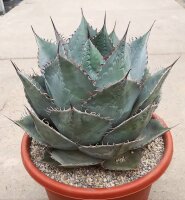 Agave parrasana XL (dw)