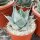 Agave parrasana XL (dw)