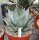 Agave parrasana XL (dw)
