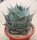 Agave parrasana XL (dw)