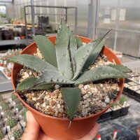 Agave parryi v. chihuahuensis (dw)