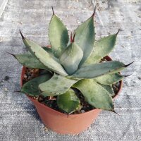 Agave parryi v. chihuahuensis (dw)