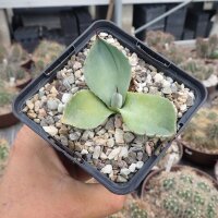 Agave parryi hart bis mindestens -12 °C (dw)