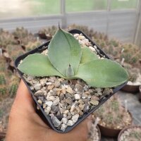 Agave parryi hart bis mindestens -12 °C (dw)