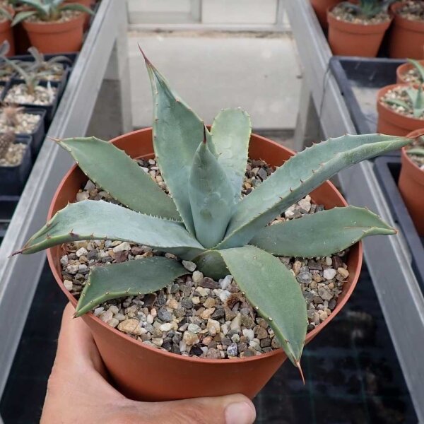 Agave parryi v. couesii Yavapai Co., AZ, 1768m (dw)