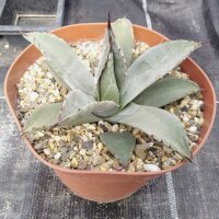 Agave parryi v. couesii Yavapai Co., AZ, 1768m (dw)