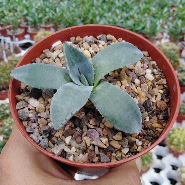 Agave parryi v. huachucensis