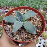 Agave parryi v. huachucensis