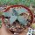 Agave parryi v. huachucensis