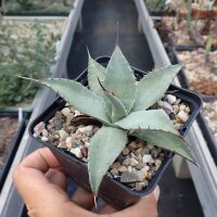 Agave parryi v. huachucensis (dw)