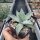 Agave parryi v. huachucensis (dw)