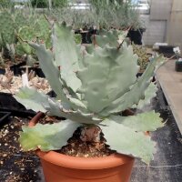 Agave potatorum