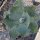 Agave potatorum