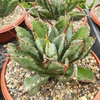 Agave potatorum cv. Cubic