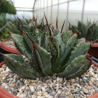 Agave potatorum cv. Cubic