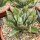 Agave potatorum cv. Cubic