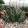 Agave potatorum cv. Cubic